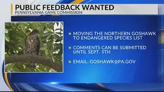This Pa. bird could soon be considered endangered