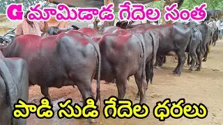 G మామిడాడ గేదుల సంత ప్రతి మంగళవారం 9 9 25 g mamidada gedhula maraket today #farming #cow #boffelos