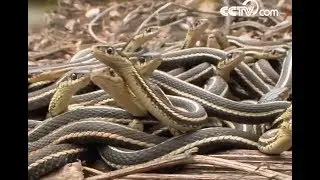 World's largest snakes gathering| CCTV English
