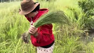 bố mẹ H Mân đi nhổ cỏ thơm l Bố H Mân