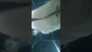 The Most Beautyful Fishes From Around The World 🌎 / Hela Secrets #shorts
