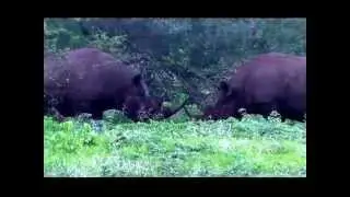 Western Black Rhinos Sparring