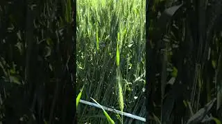NOVO! Variedade de trigo sadio. VEJA A PARCELA #agro #trigo #agronomia