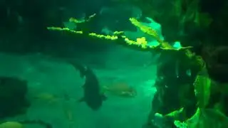 SeaBase Aquarium Random Video - World of Nature (Living with the Seas) 2011-12-28 Part 9