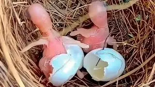 First moment of new born bird babies || Bird Plus Animals