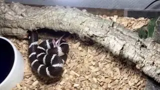 Lampropeltis getulus californiae