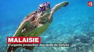 Malaisie : l'urgente protection des &oelig;ufs de tortues