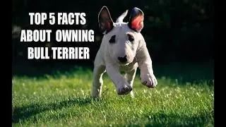 Top 5 Facts About Owning Bull Terrier