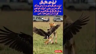 Lioness 🐆 Vs Martial Eagle 🦅 #shorts #mzstrends #trending #foryou #eagle #lionesses #wildlife