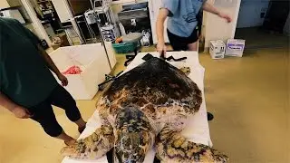 Rescuing Sea Turtles (From Trash)