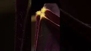 Macro Timelapse. #macro #timelapse #closeup #photography #plants