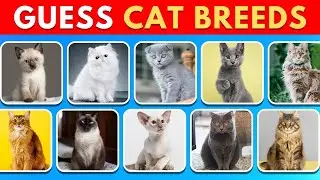 Can You Guess the Cat Breeds in 5 Seconds? 🐈 | Animal Quiz