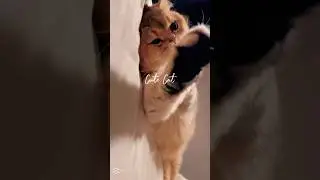 kat kat #котики #kat #кот #котик