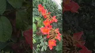 🌻⁷☆&bull;&sup2;■⁶ Rudrapalash, African Tulip Tree (Spathodea campanulata) in Trumpet Vine Family