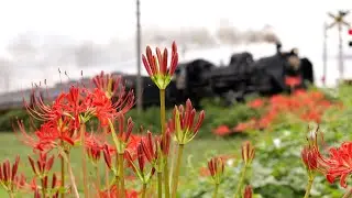【良煙！秋分の日2025】秩父鉄道 C58-363「SLパレオエクスプレス」[Chichibu-Railway Steam locomotive Class C58 
