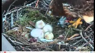 2012 Cornel RTH Cam-April 25, 2012 @ 0613 hrs EST.