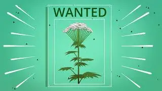 Giant Hogweed