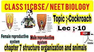 COCKROACH MALE REPRODUCTIVE SYSTEM FOR NEET /CBSC BOARD