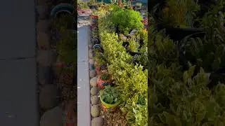 #frontyardlandscaping #succulentsplanterspot #gardendesign #walkway #design