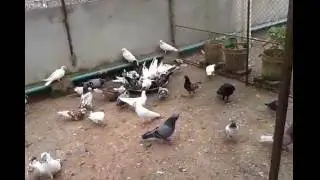 My Pigeons Part 9