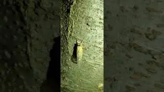 2021 Brood X Cicadas Emerging once every 17 years phenomenon The Great Eastern Brood, Maryland