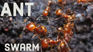 Ant Swarm in the Vegetable Garden 🐜🐜🐜😲😲#ants #shorts