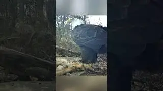Bald eagle 🦅 eats carrion #birds #wildlife