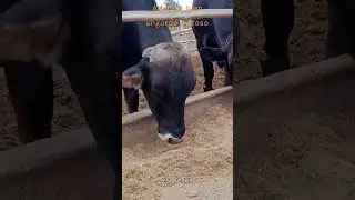 Tip #2 | Adaptaci&oacute;n al Concentrado en Toros de Engorde: Evita P&eacute;rdidas en el Engorde
