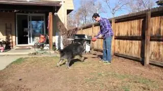 You're Invited: 2011 ACVIM Animal Survivor Media Event - Denver, Colo.