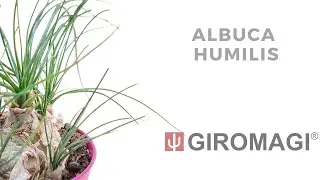 Albuca humilis