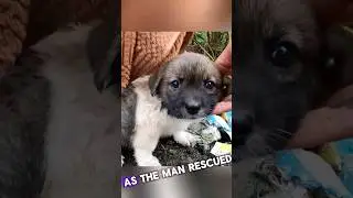 Roadside Rescue Puppy Find new Home #dogs #pets #animals