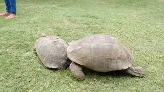 Amazonian Animals
