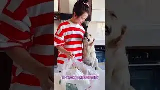 Cute and funny baby dogs show you happy - Houlii Puppy
