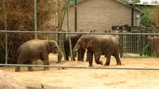 Houston Zoo 2021 4 7