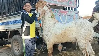 Qurbani 2025 inshallah.