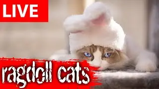 😂 Funny Cats Live | Ragdoll Cat Cam Full of Cute & Silly Moments 🐱