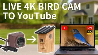 Live Stream 4K Bird Box Camera to YouTube | OBS Studio Setup Guide