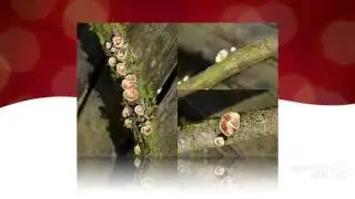 Crepidotus cesatii - fungi kingdom