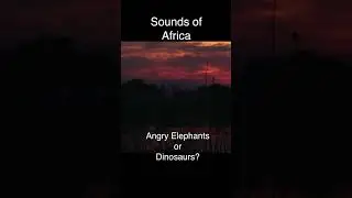 Angry Elephants🐘 or Dinosaurs🦖#Soundsofafrica #naturesounds #Ambientaudio