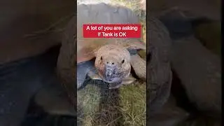 Скучает ли моя черепаха по своему умершему другу?! 🥺🐢 #шорты #черепаха