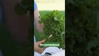 Endive culinary advice #gardening #weeding  #endive  #salad #vegetables #beautiful