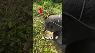 This Baby Elephant WAS Showing Flowers To Mom