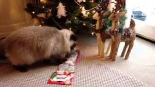 Cat opening Christmas presents