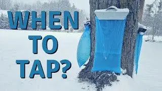 When is the Best Time to Tap Maple Trees?