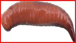 Berkley Gulp! Floating Pinched Crawler Fishing Soft Bait