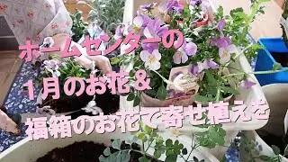 ホームセンターの1月のお花＆福箱のお花で寄せ植えを