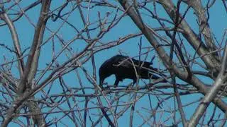 Crow snapped off branch from a tree