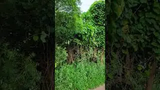 System Fad Denge, System will reset itself &mdash; if you sync with nature, nature will heal you #nature