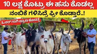 Kankrej | Gyr Cow farming in Karnataka | Desi cow dairy Kannada | How to start gir farming | Vardini