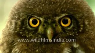 Owl stares into our camera, goes off to sleep with boredom!